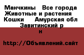 Манчкины - Все города Животные и растения » Кошки   . Амурская обл.,Завитинский р-н